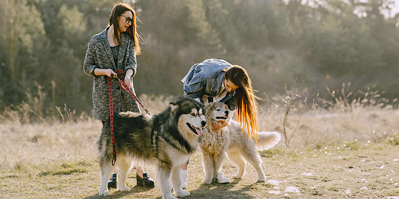 Zwei Frauen spazieren mit zwei Hunden