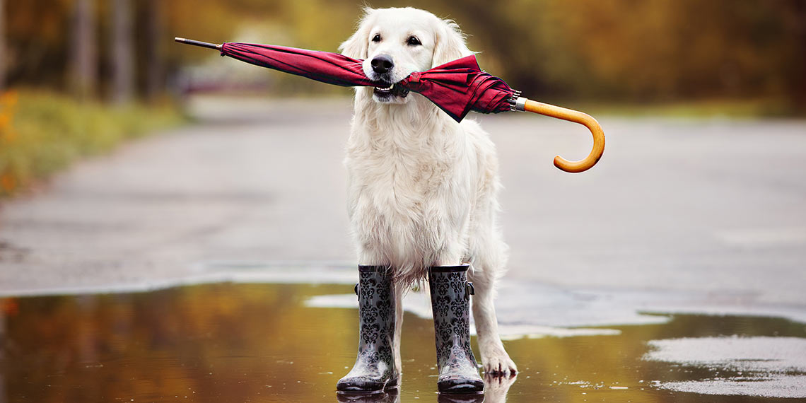 Hund mit Regenstiefeln, der einen Regenschirm im Mund hält