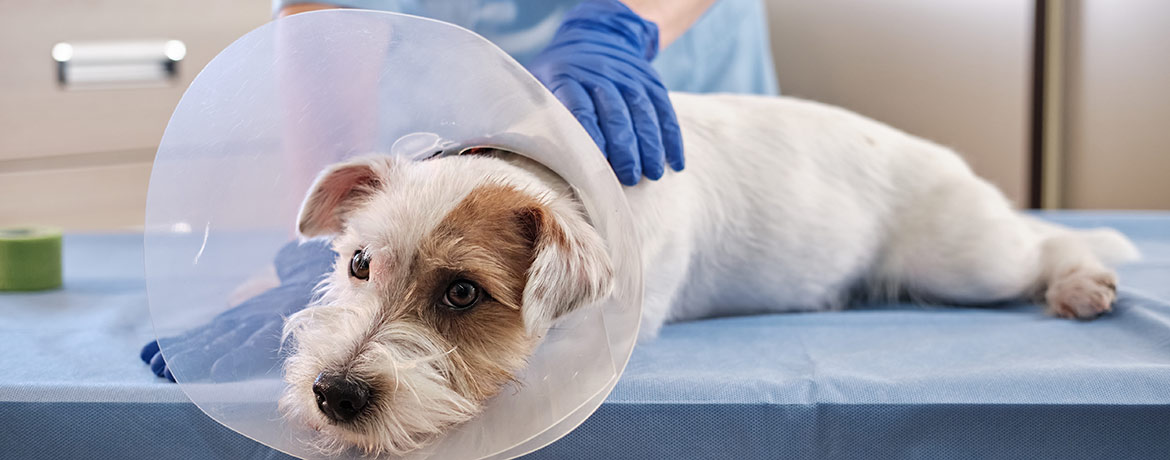 Die Tierkrankenversicherung übernimmt die Kosten der Tierarztbehandlung