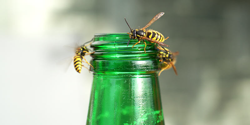 Drei Wespen sitzen auf einer Flaschenöffnung