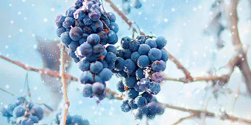 Eiswein, Weintrauben mit Schnee bedeckt im Winter
