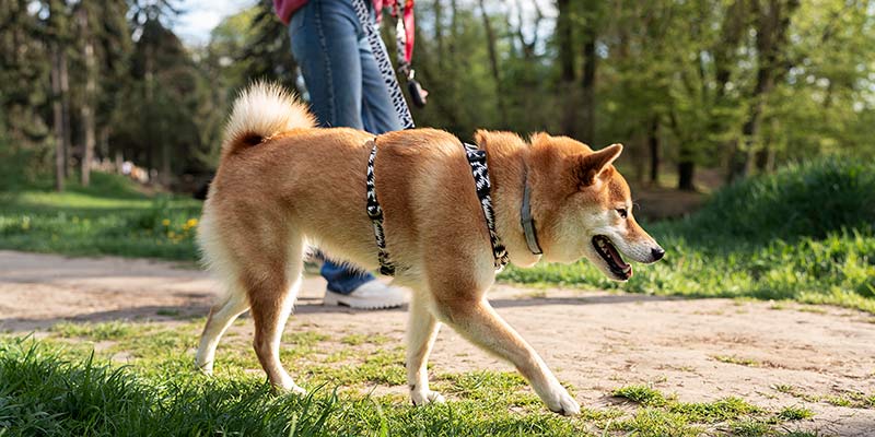 Hund geht mit Besitzer spazieren