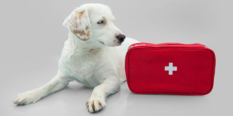 Weißer Hund liegt neben Erste-Hilfe-Kasten